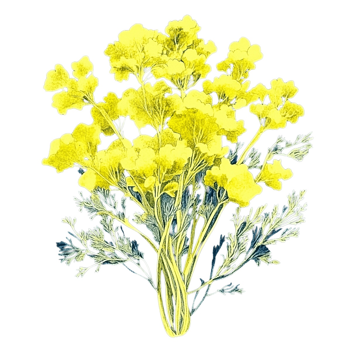 Yellow mustard plant with detailed leaves and clustered flowers.