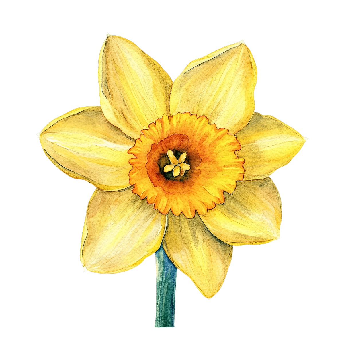 Yellow watercolor daffodil with detailed petals against a black background.