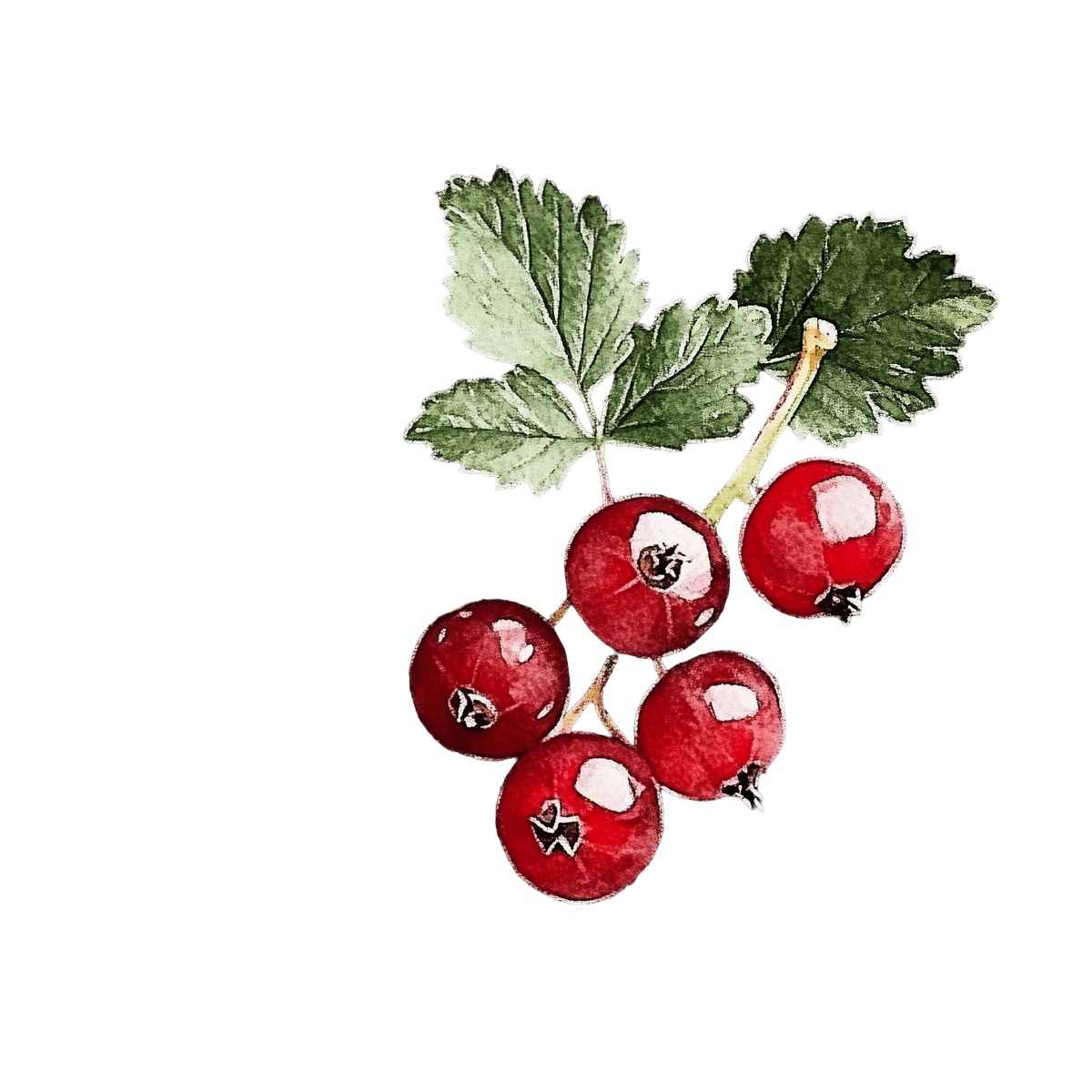 Red currants with green leaves in a watercolor style depiction.