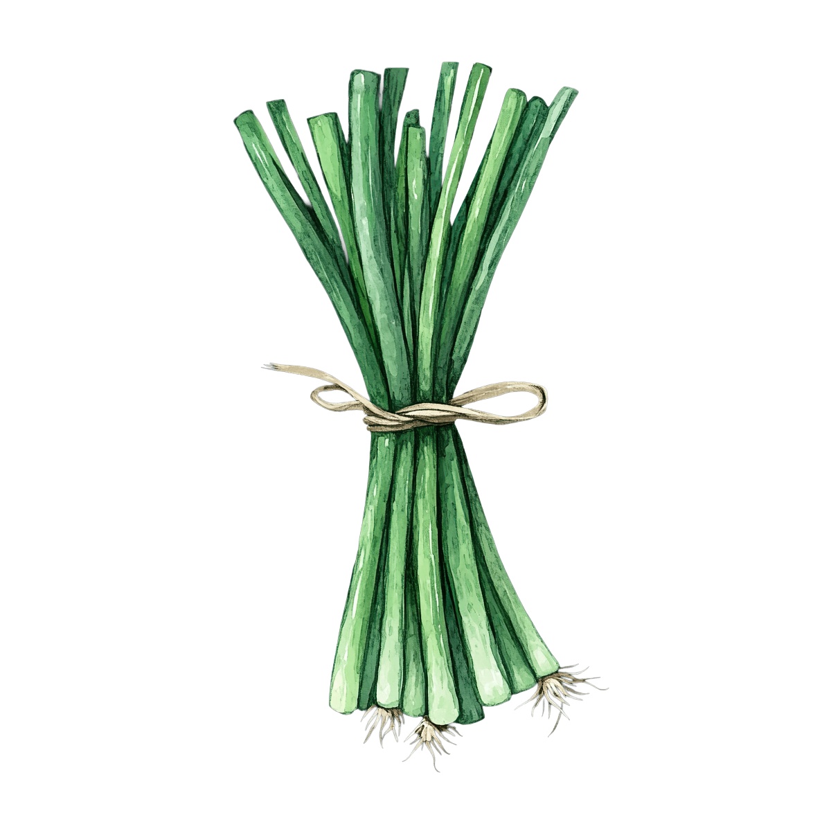A bundle of green onions secured with a string.