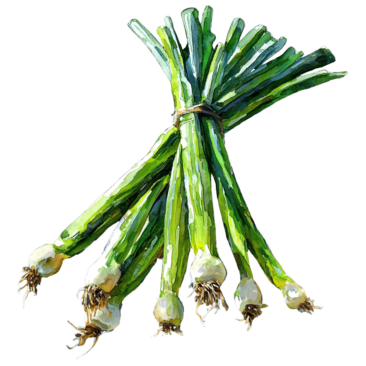 Bunch of fresh green onions with roots tied together.