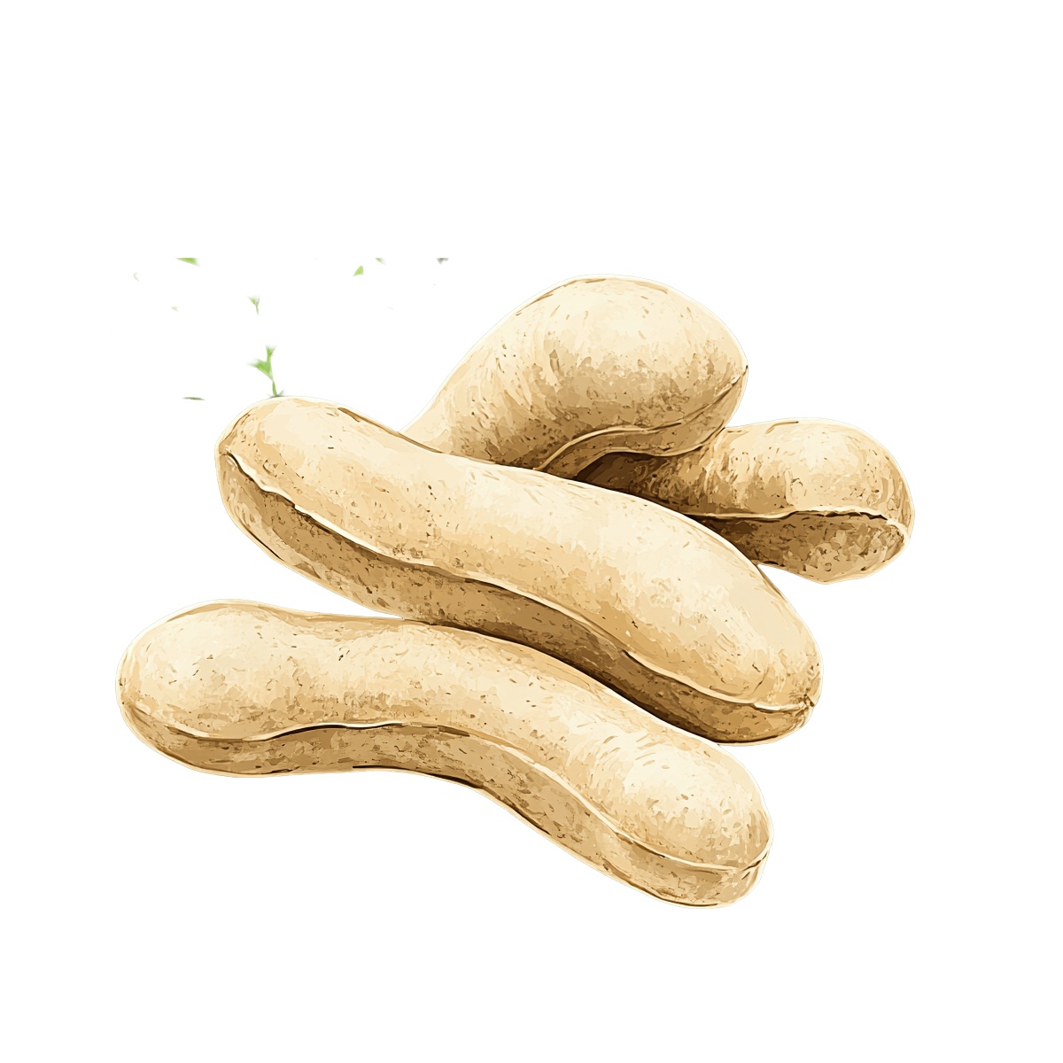 Tamarind pods with brown shells and green accents in a cluster.