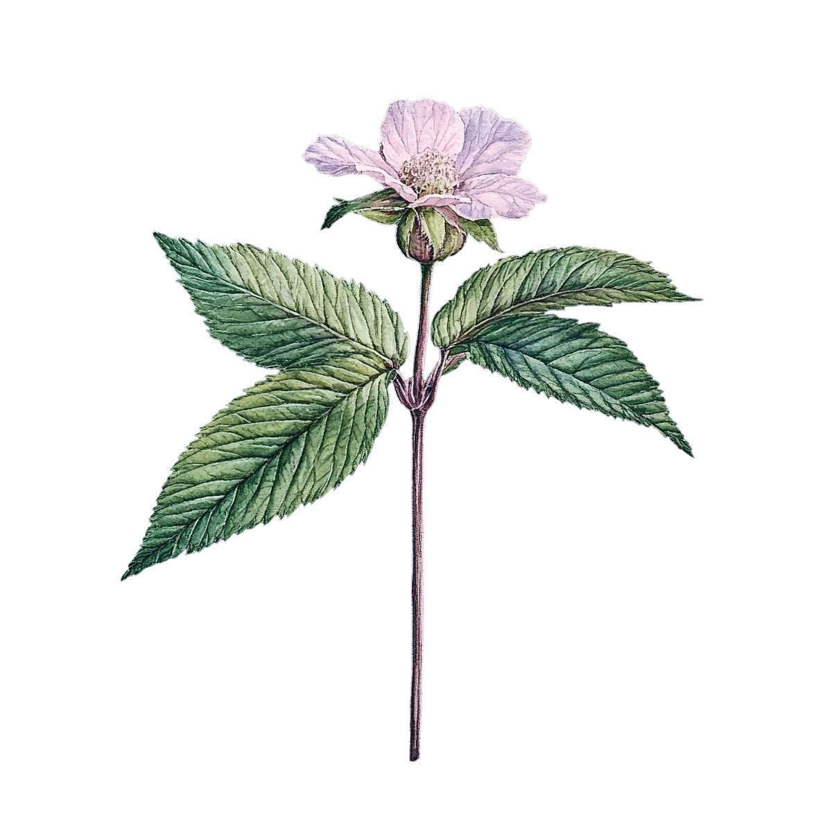 Botanical art of a flowering plant with green leaves and a pink blossom.