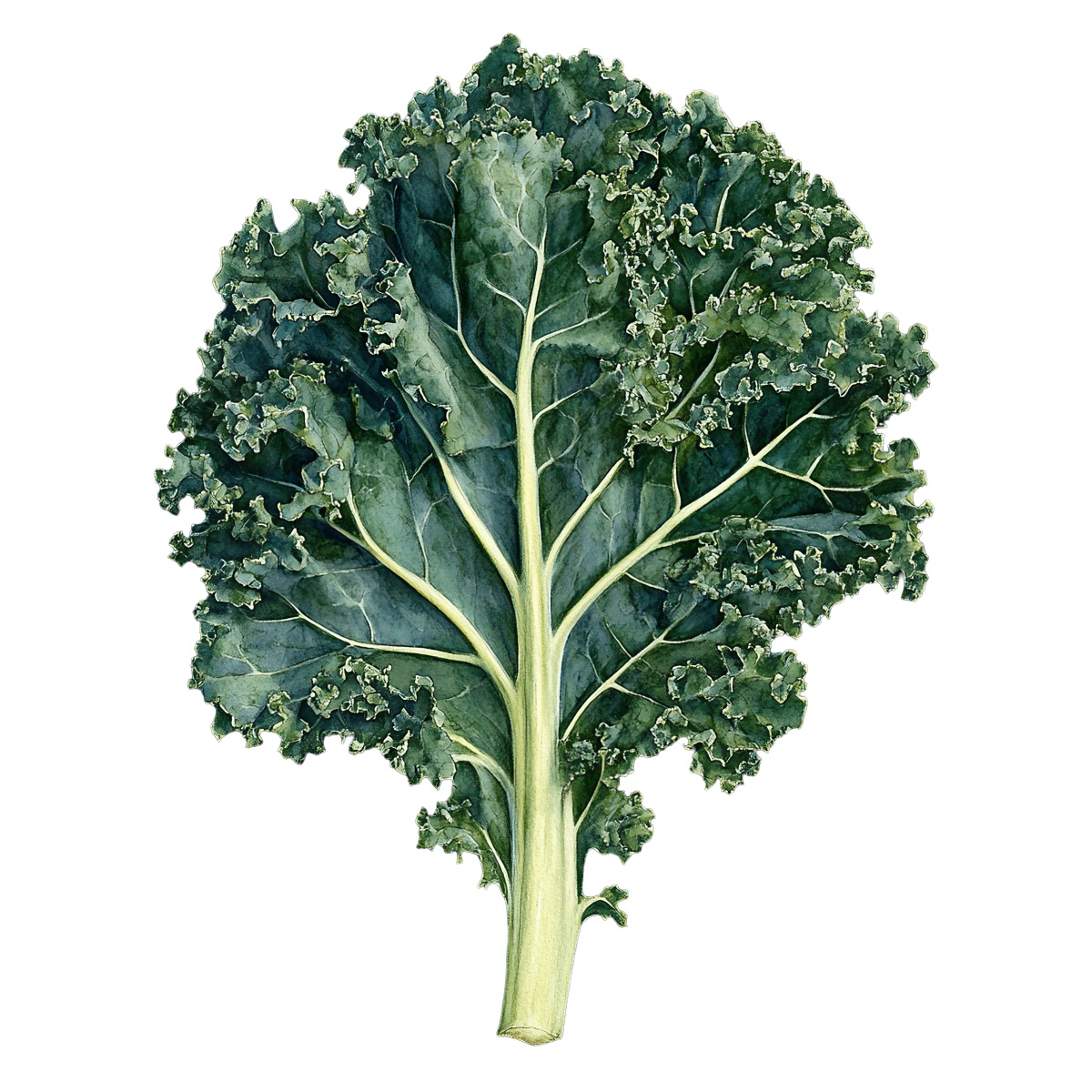 Kale leaf with curly edges and vibrant green color.