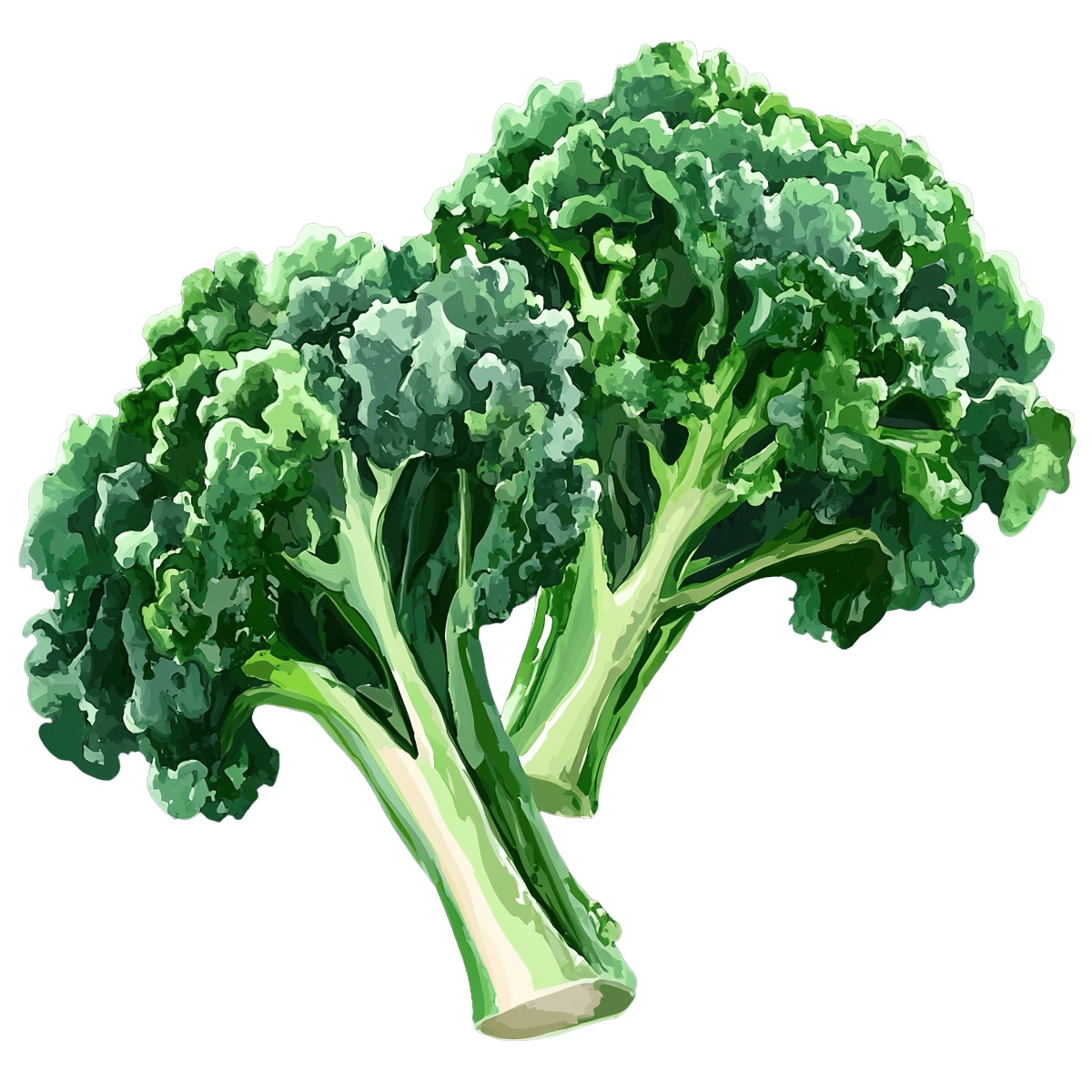 Detailed clipart of fresh green broccoli stalks with rich textures.