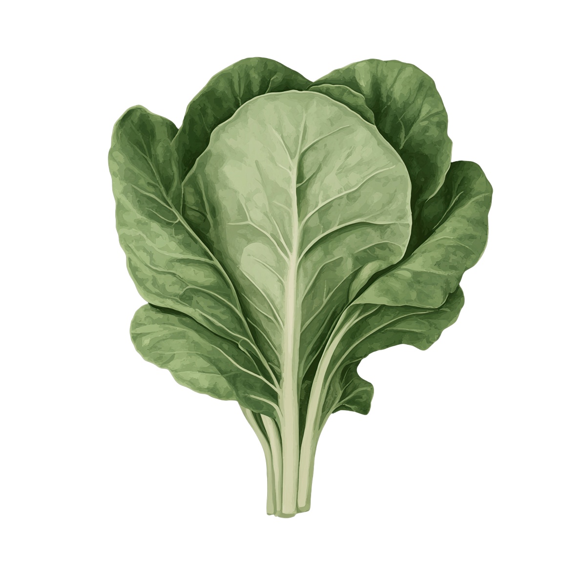 Fresh green lettuce leaves illustrated in detailed vector style.