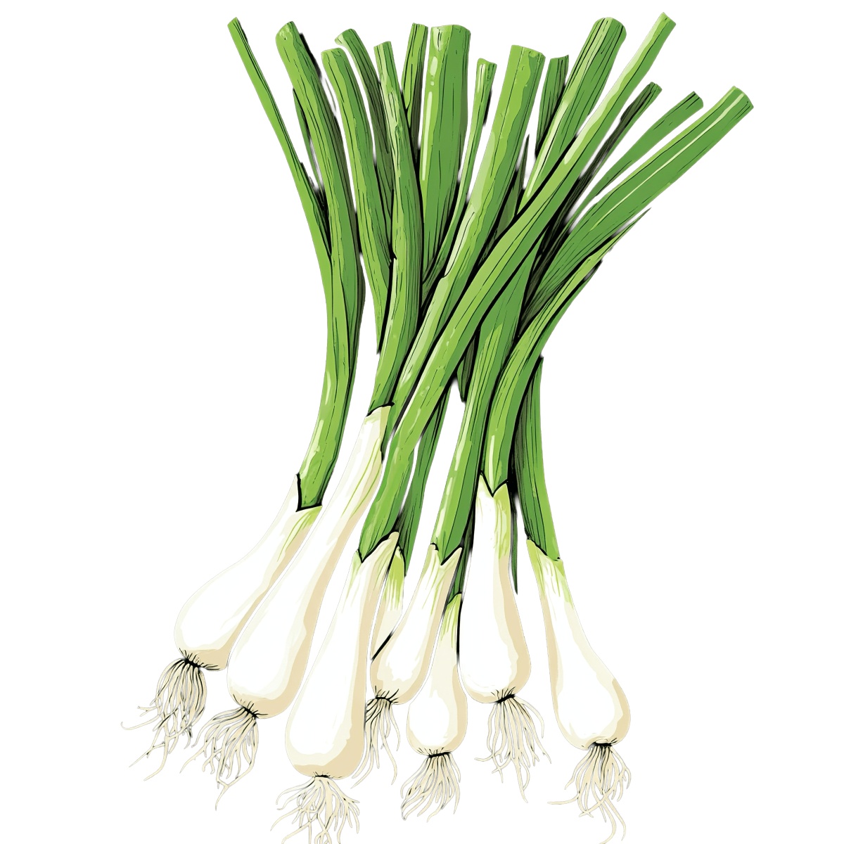 Green onions with long green stems and white roots.