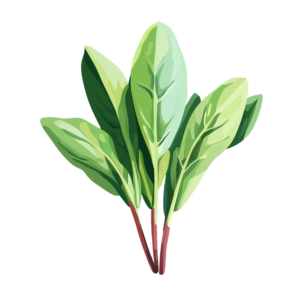 Spinach leaves featuring vibrant green color and red stems.