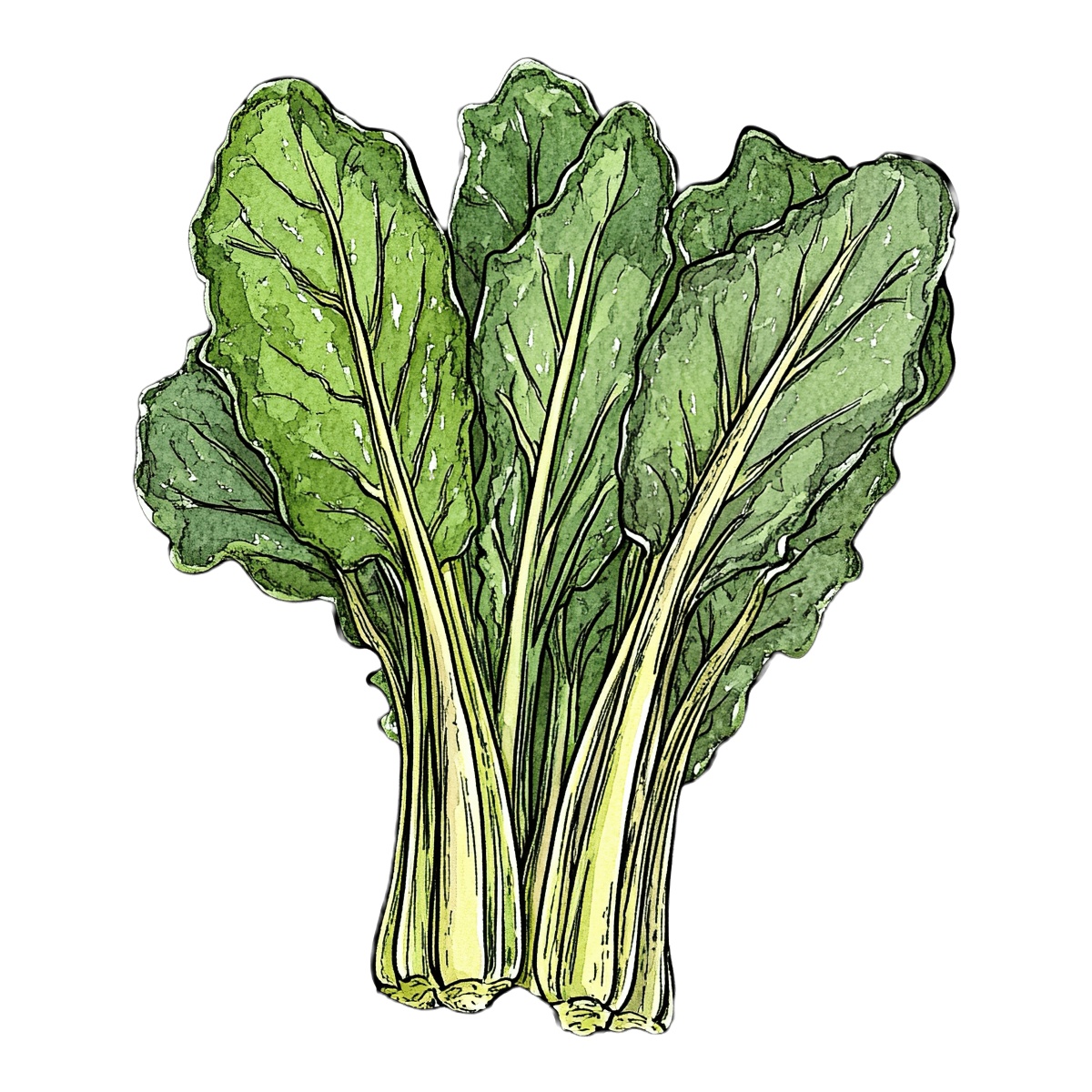 Swiss chard bunch with green leaves and pale stems depicted in clipart style