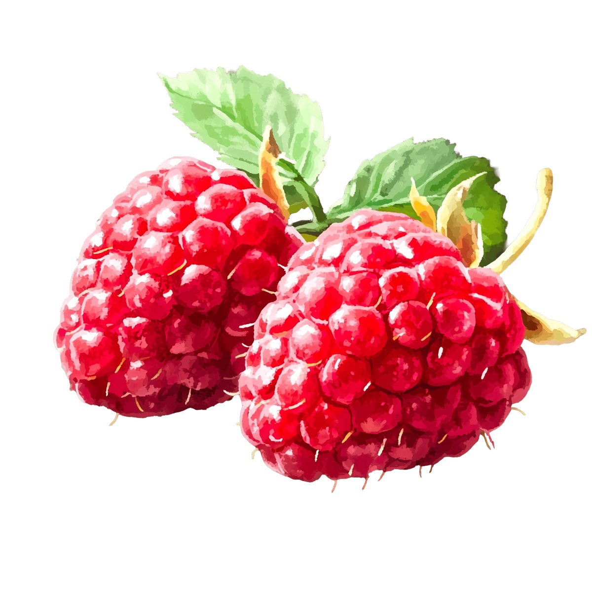 A pair of ripe raspberries accompanied by green leaves.