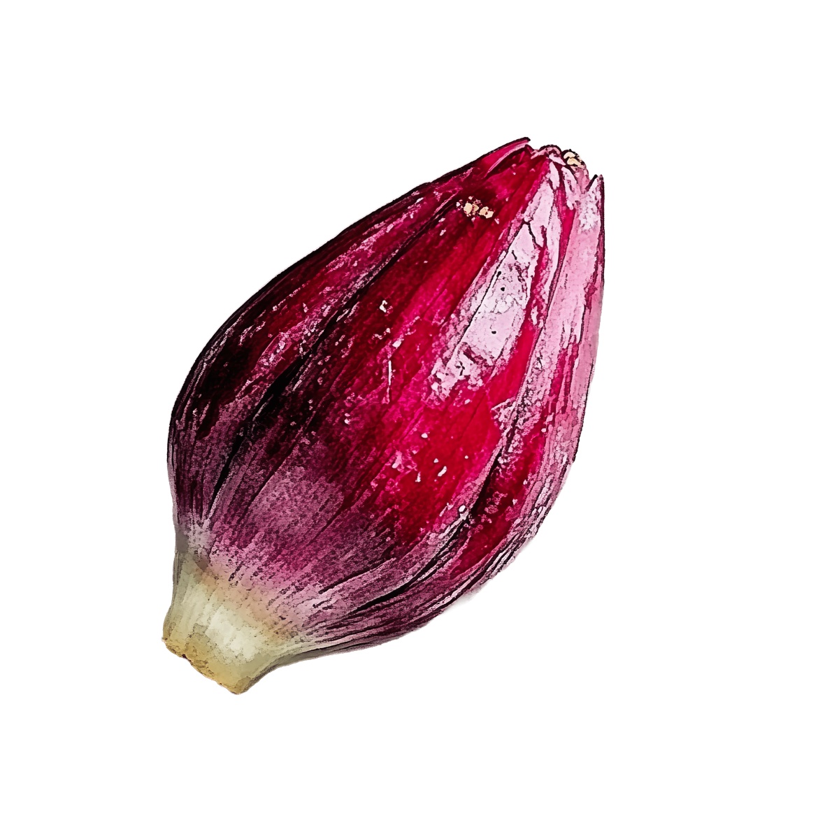 Red onion with glossy skin, perfect for food-related designs.
