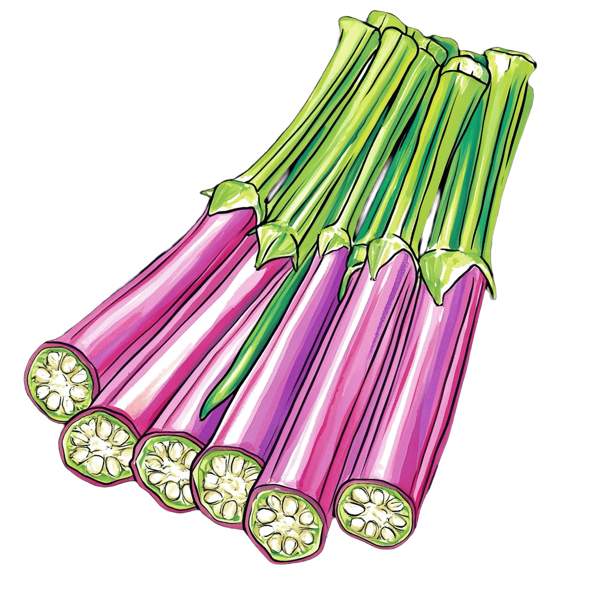 Rhubarb stalks with green tops and pink hues in a clipart style.