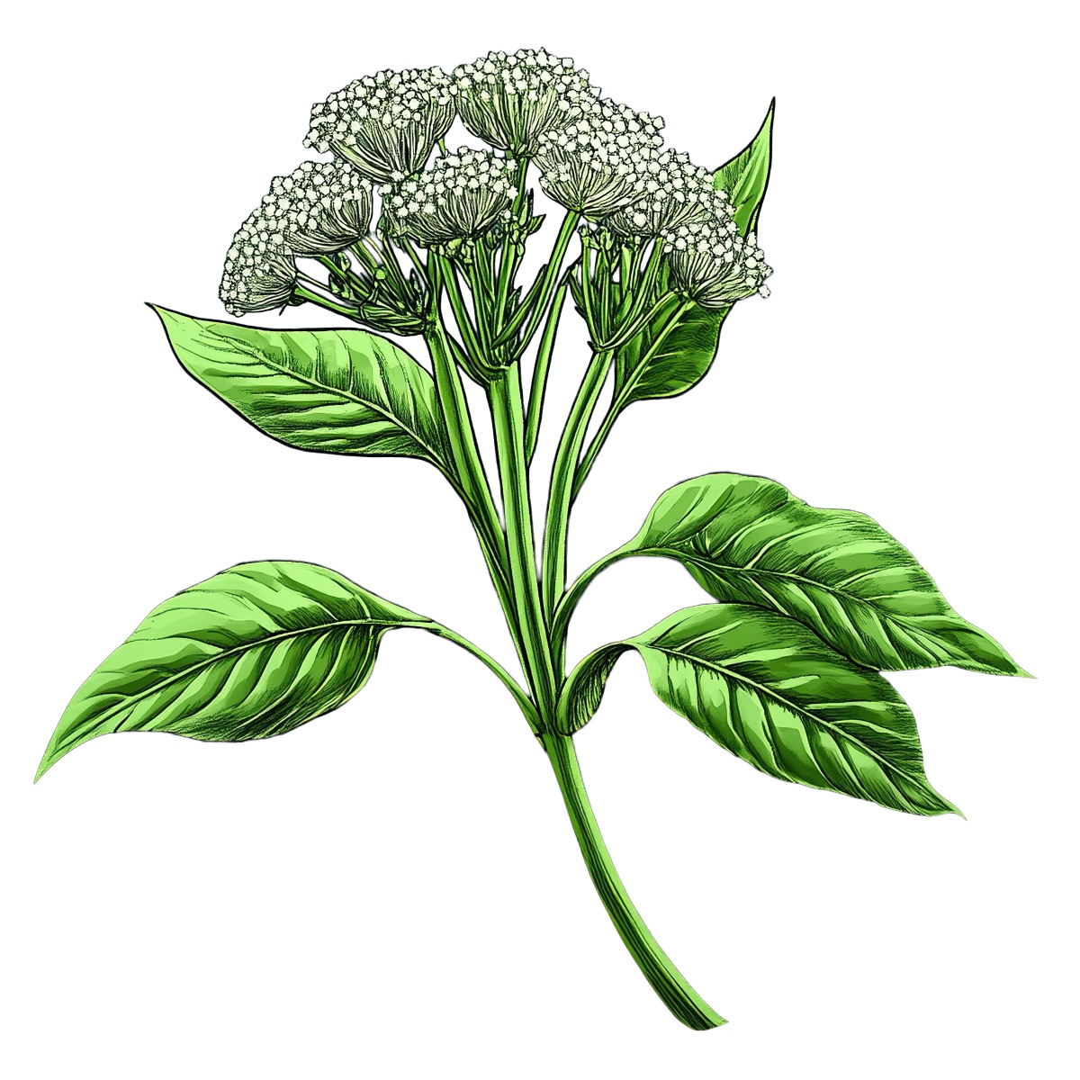 Green plant with white flowers and detailed green leaves
