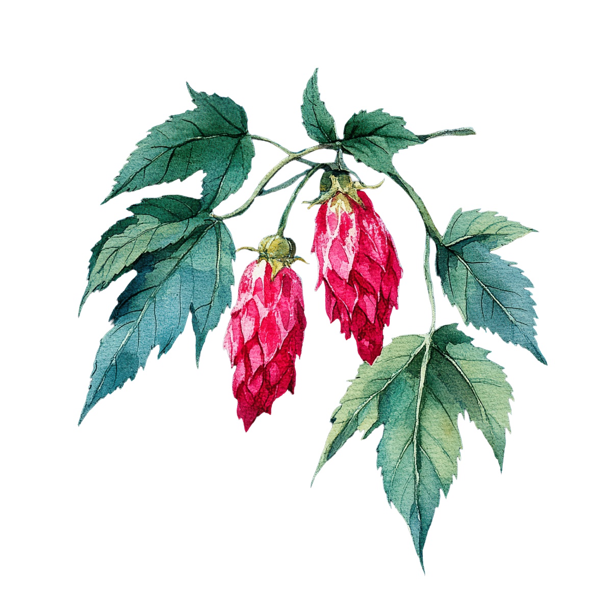 Hops plant with green leaves and pink cones depicted in clipart style.