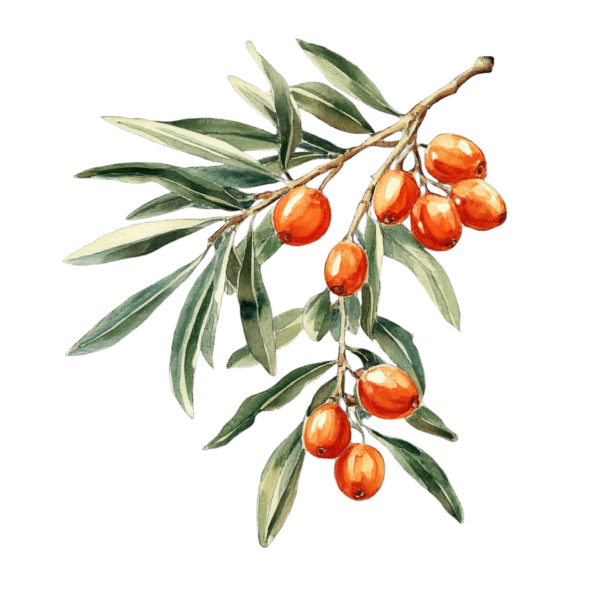 Olive branch with green leaves and ripe orange olives.