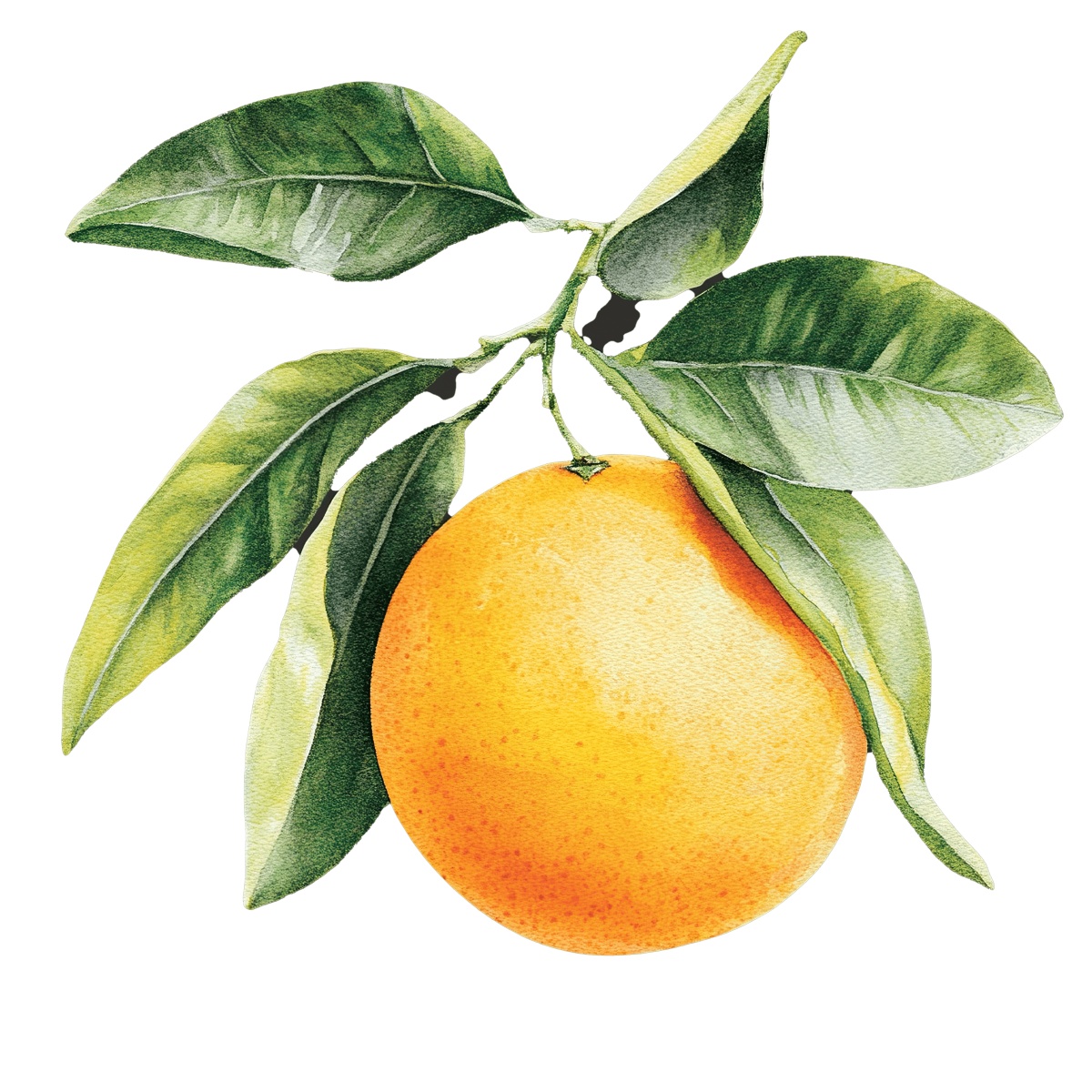 Orange fruit hanging from a branch with green leaves