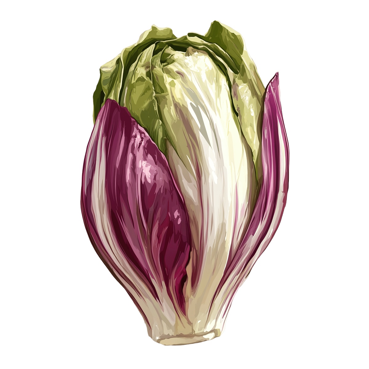 Radicchio lettuce with green and purple leaves in detailed clipart style.