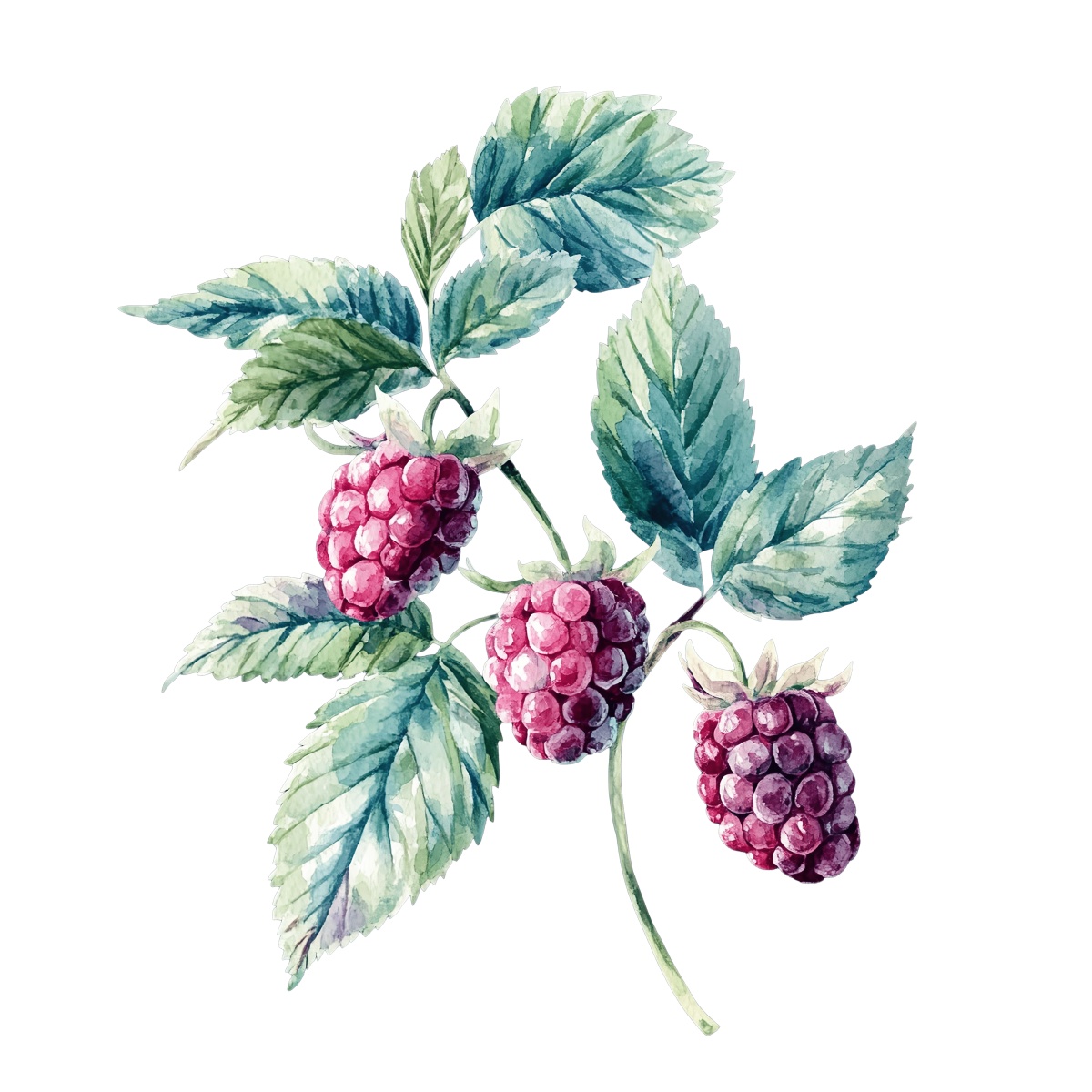 Watercolor style raspberry branch with ripe berries and green leaves.