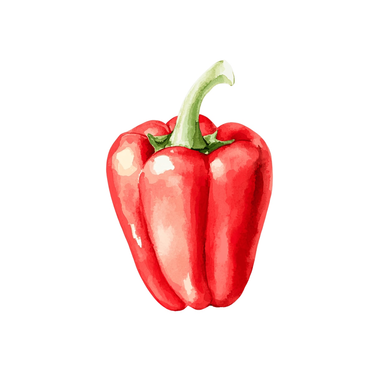 Red bell pepper with green stem in watercolor style clipart.