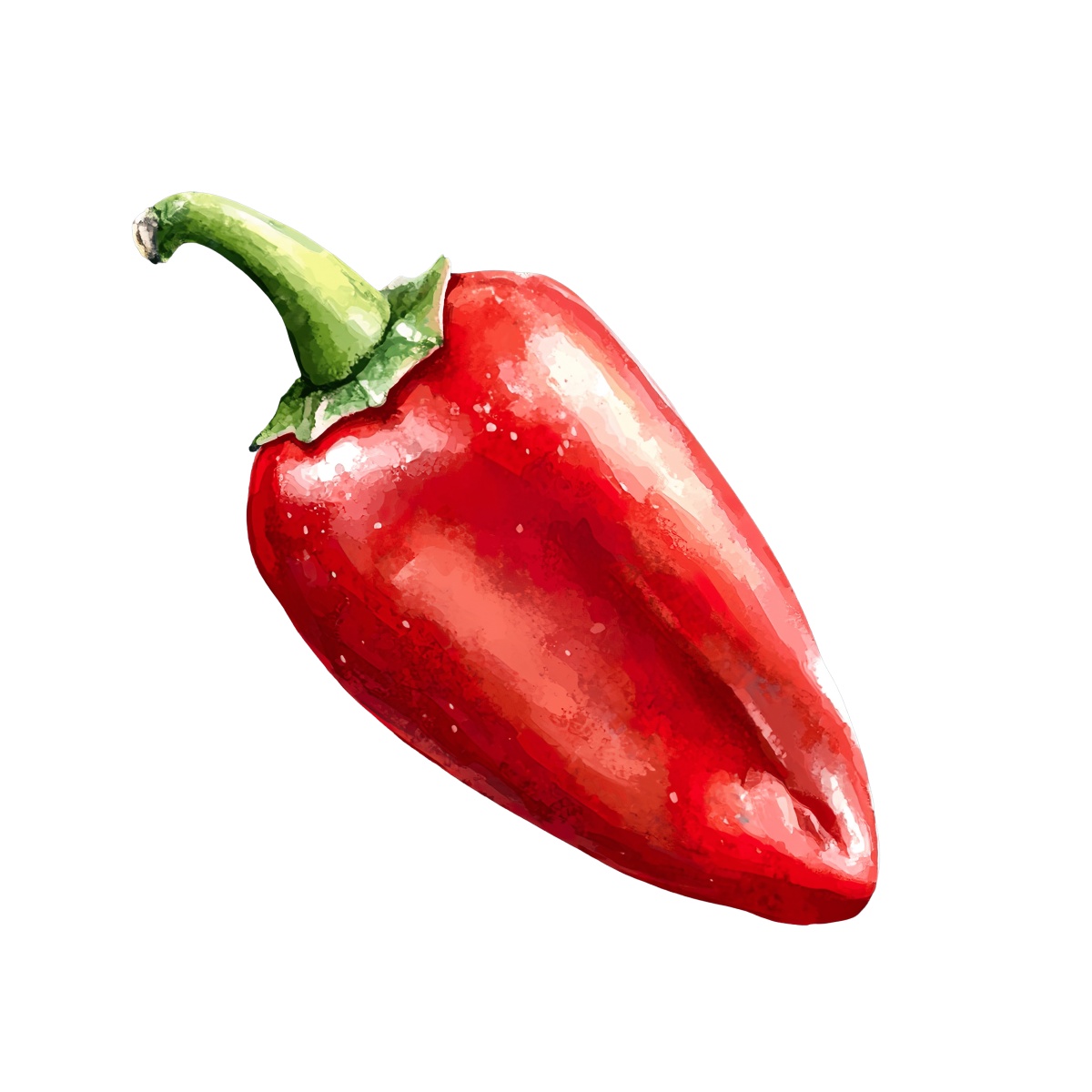 Red bell pepper with green stem illustrated in watercolor style.