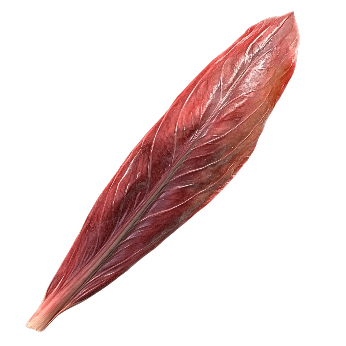 A red leaf showcasing detailed veins and a natural texture.