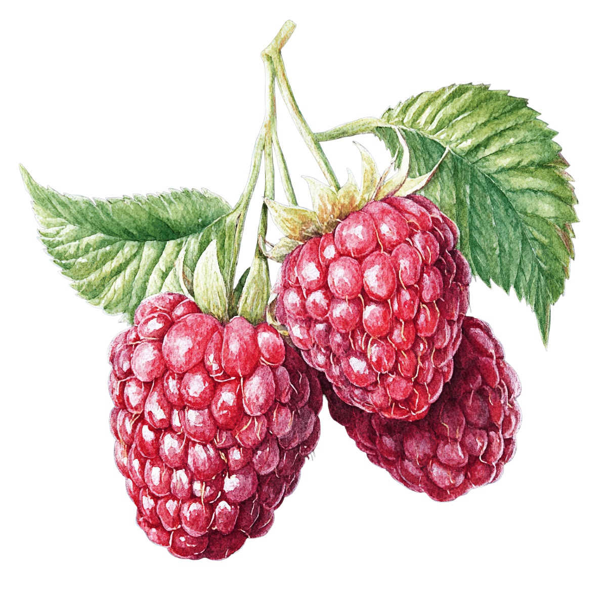 Ripe red raspberries with green leaves on a branch.