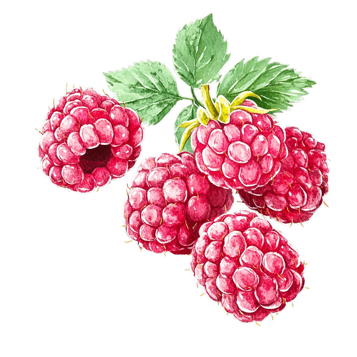 Ripe red raspberries with green leaves in detailed clipart style.