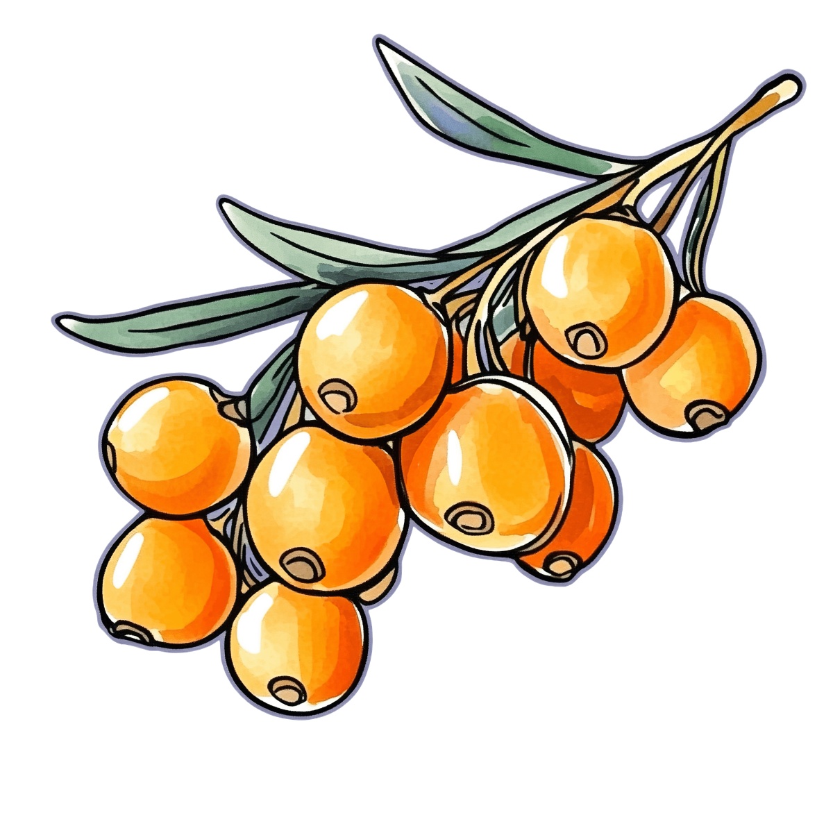 Sea buckthorn branch with clusters of orange berries and green leaves.