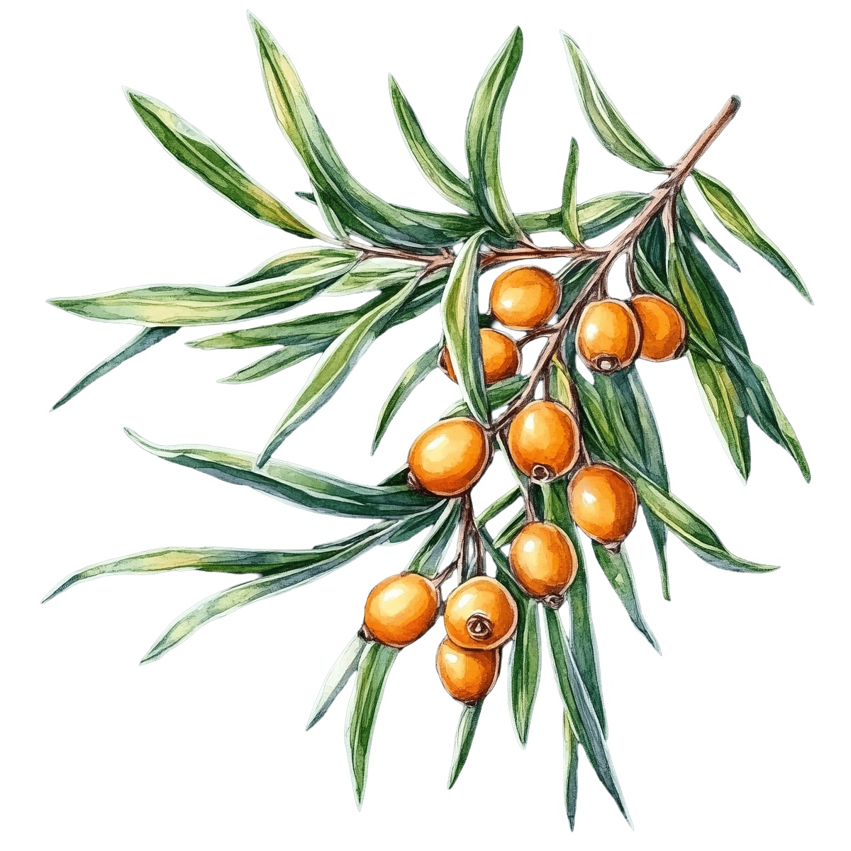 Sea buckthorn branch with orange berries and green leaves.