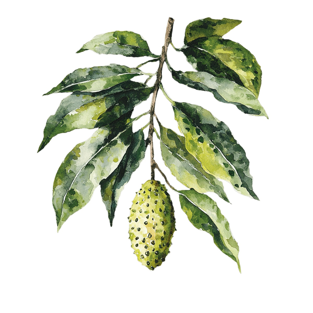 Soursop fruit with green leaves on a branch in watercolor style.