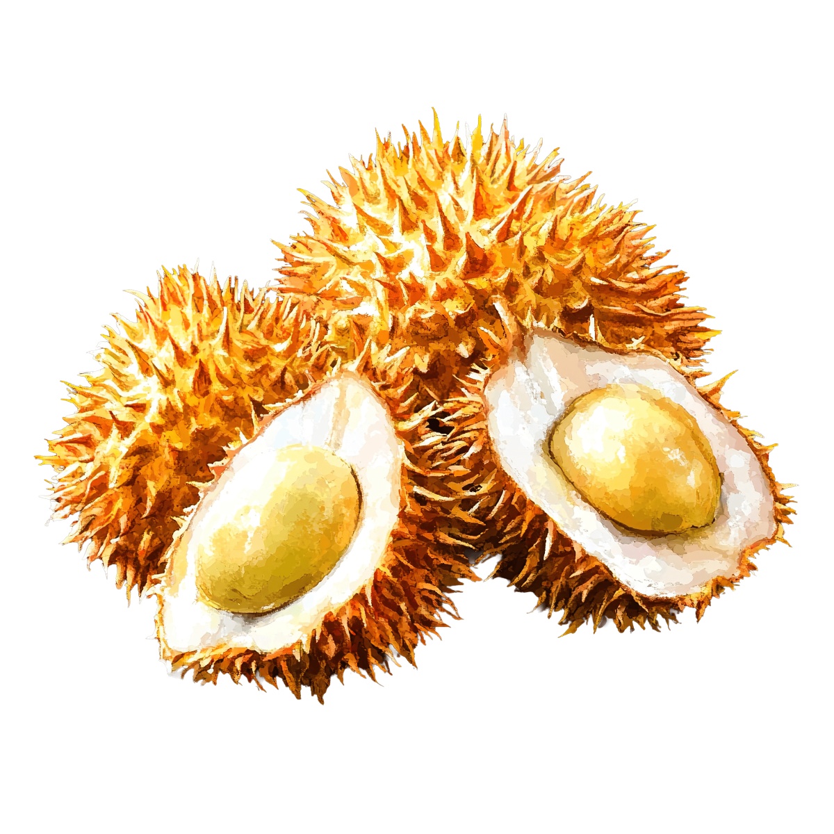 Spiky durian fruit with opened sections showing seeds inside.