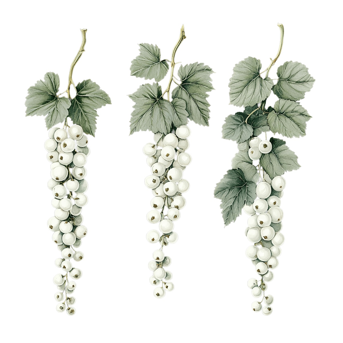 Three clusters of white currants with green leaves on a