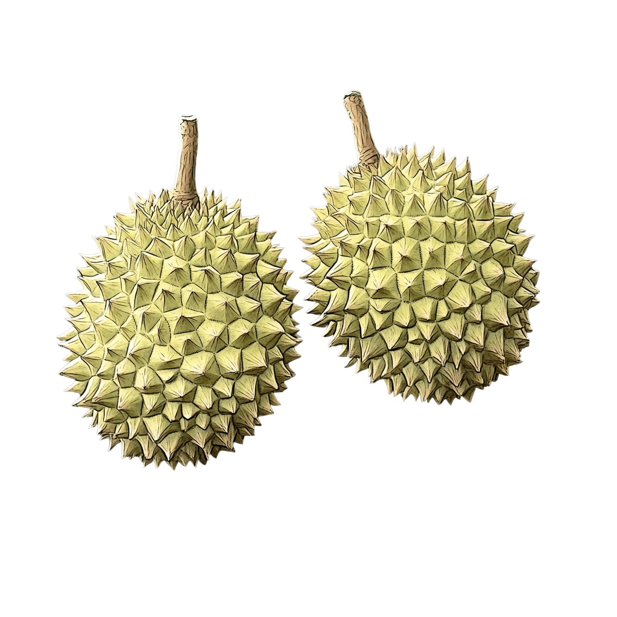 Two whole durians with spiky green shells and brown stems