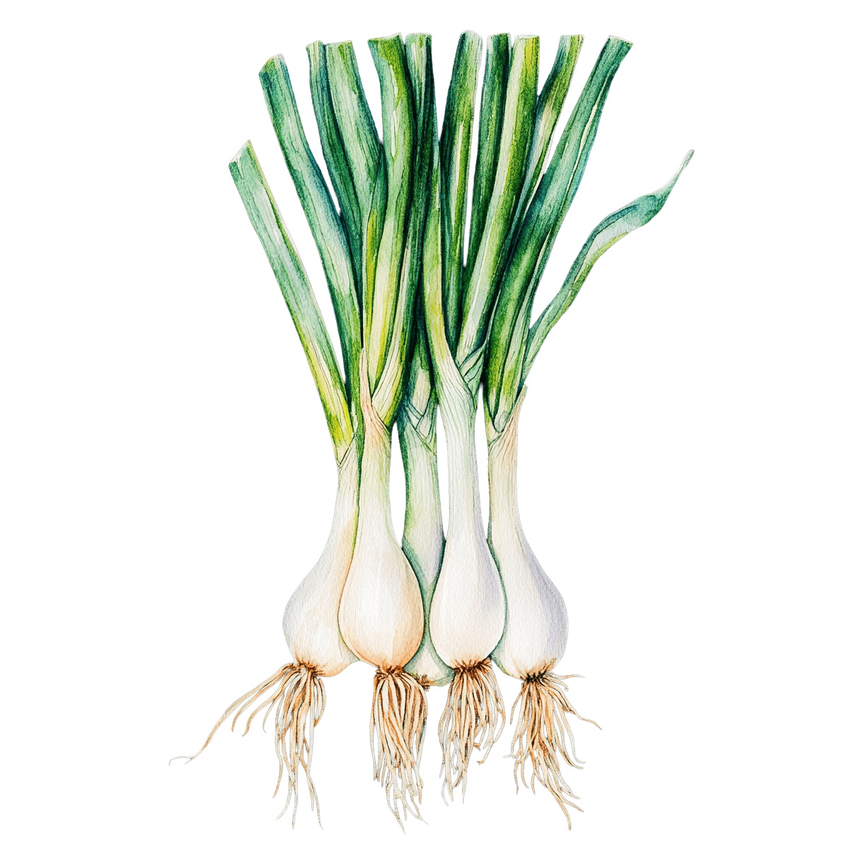 Green onions with long stalks and roots in detailed clipart style.