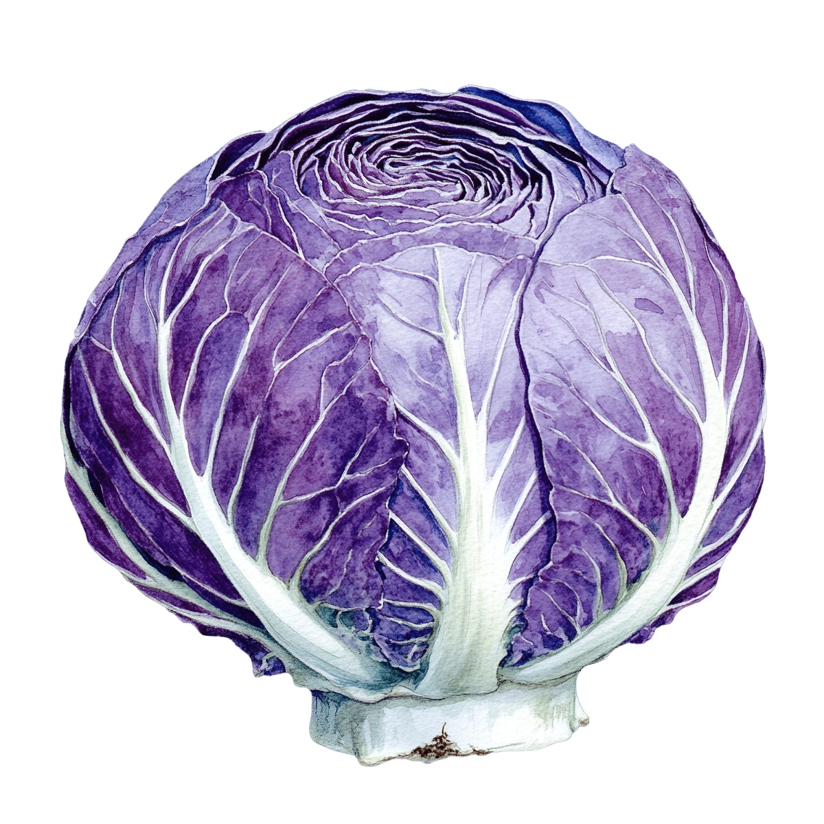 Purple cabbage with detailed leaf patterns and vibrant color.