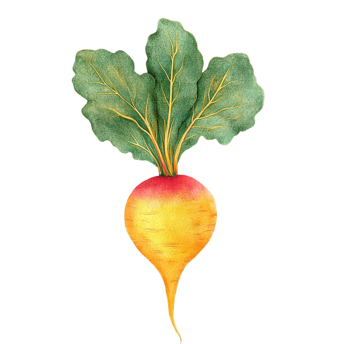 Yellow beetroot with green leaves depicted in a detailed vector style