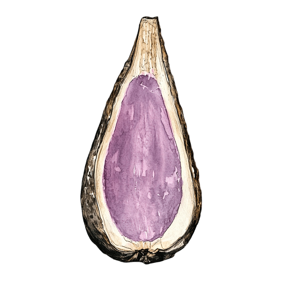 Watercolor art showing a cross section of a purple yam