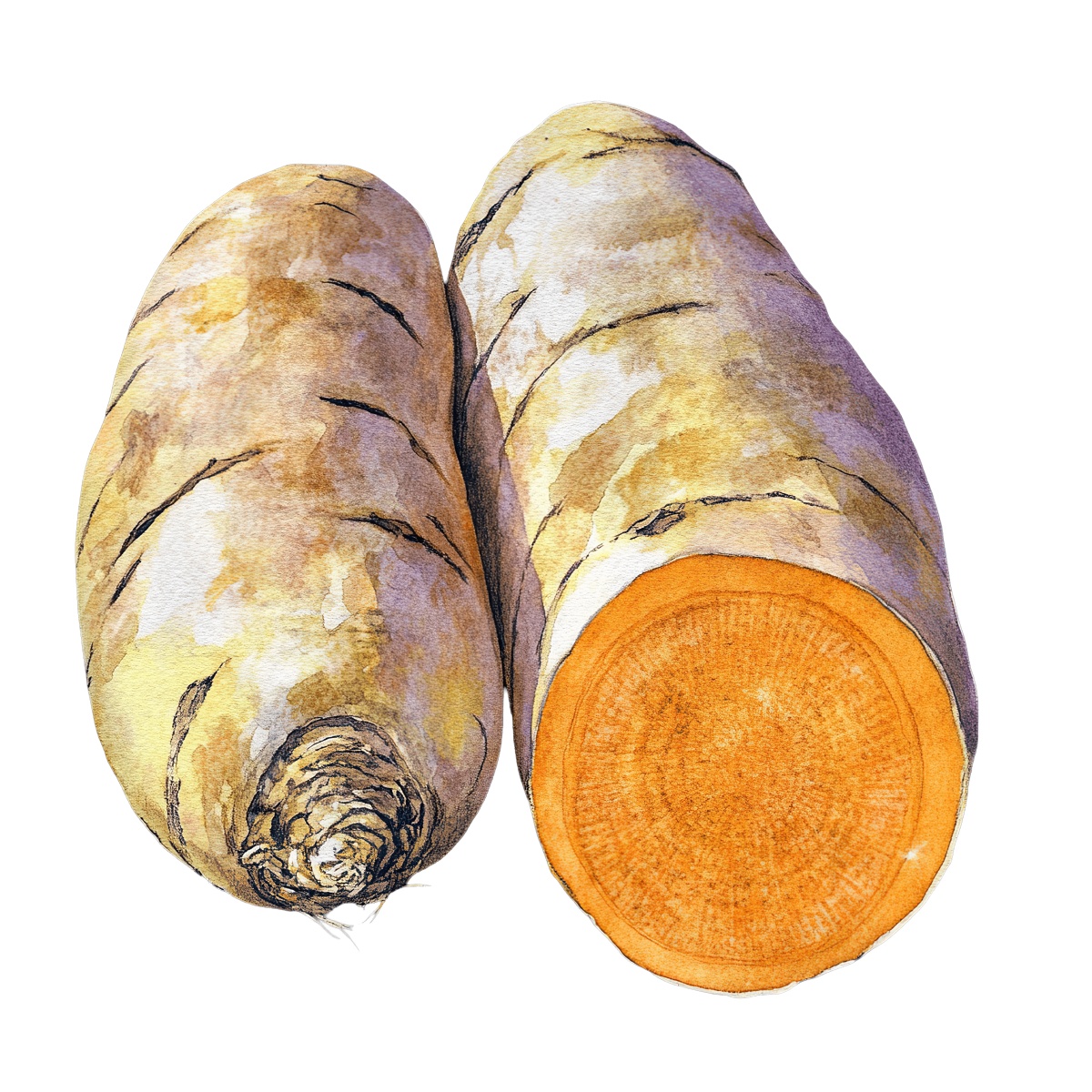 Watercolor art of whole and sliced turmeric root in vibrant colors
