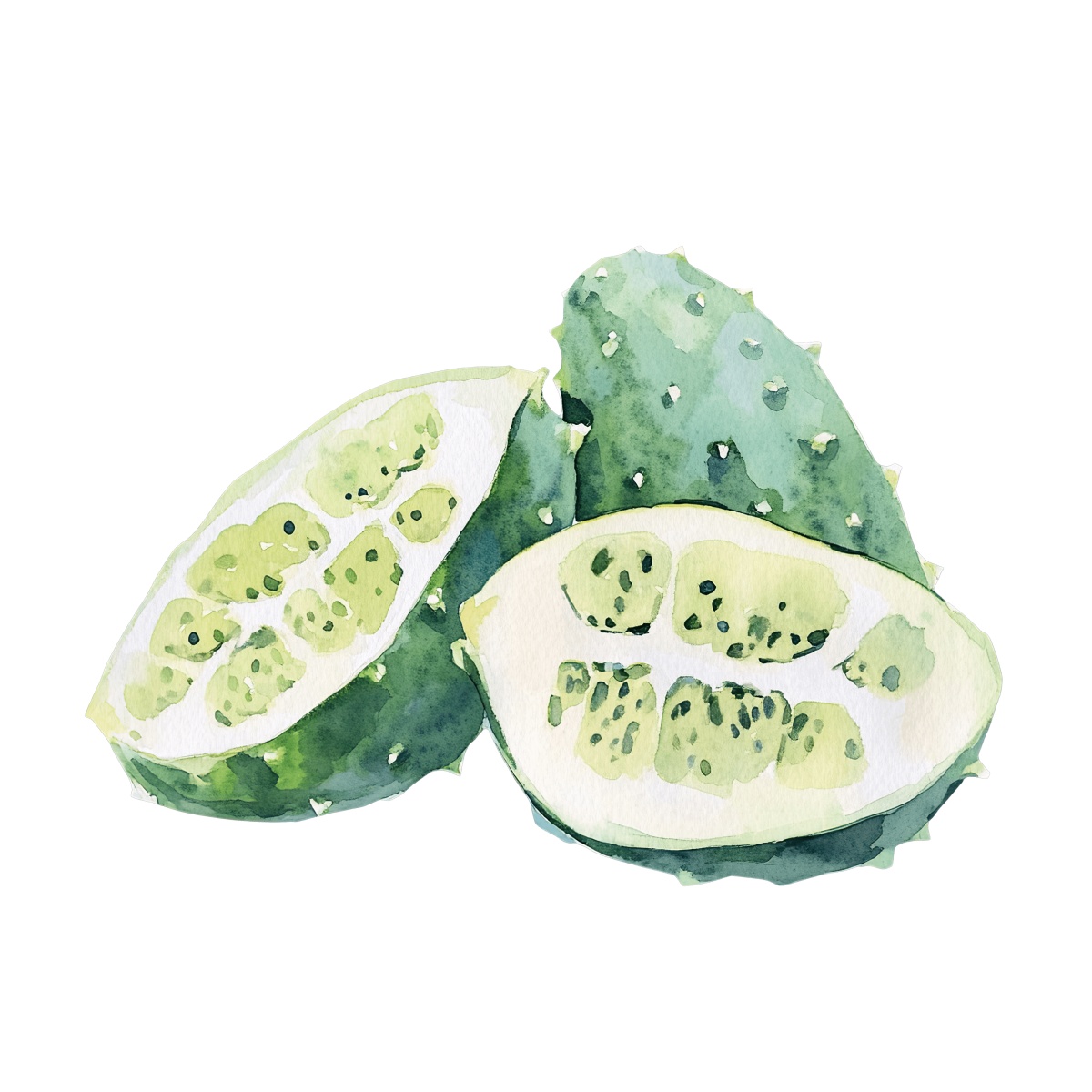 Watercolor art of a sliced kiwano fruit showing its green seeds.