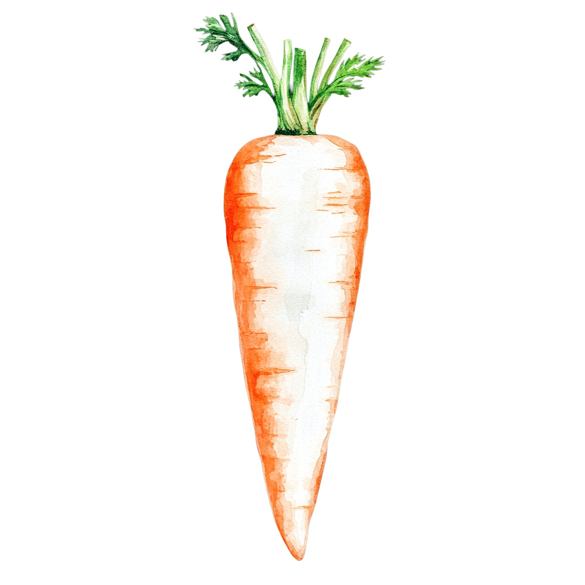 Watercolor carrot with orange body and green leaves on top