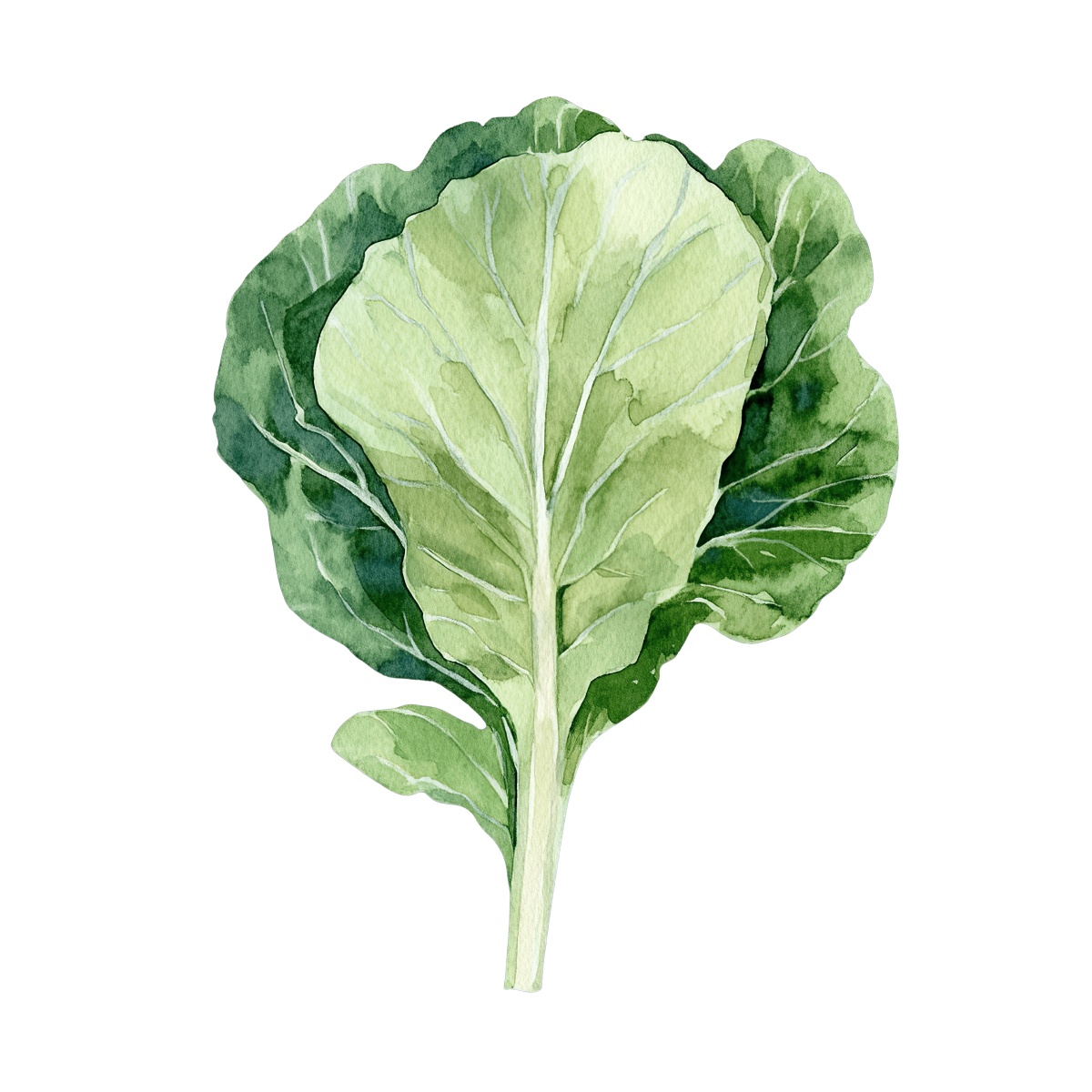 Watercolor art of a collard green leaf with detailed vein patterns.