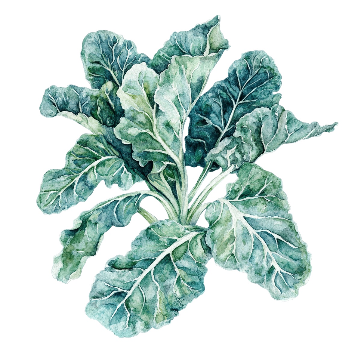 Watercolor art of collard greens with detailed leaf texture.