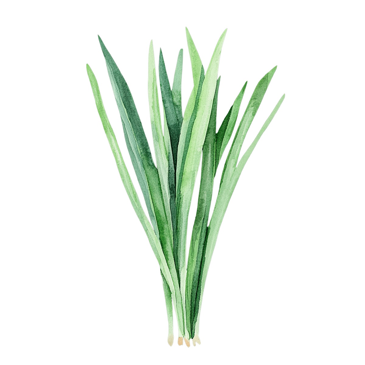 Watercolor art of green grass blades in a vertical arrangement.