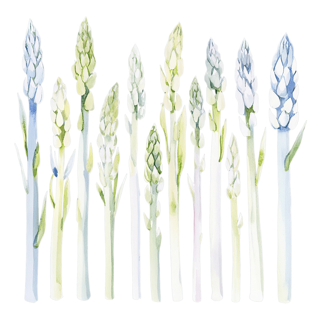 Watercolor art of hyacinth stems in various stages of growth