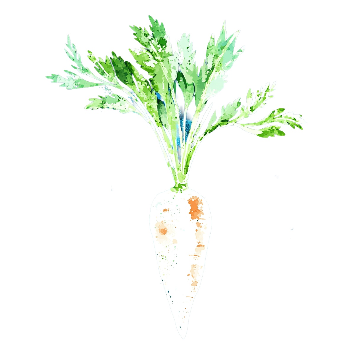 Watercolor parsnip with green leaves on a