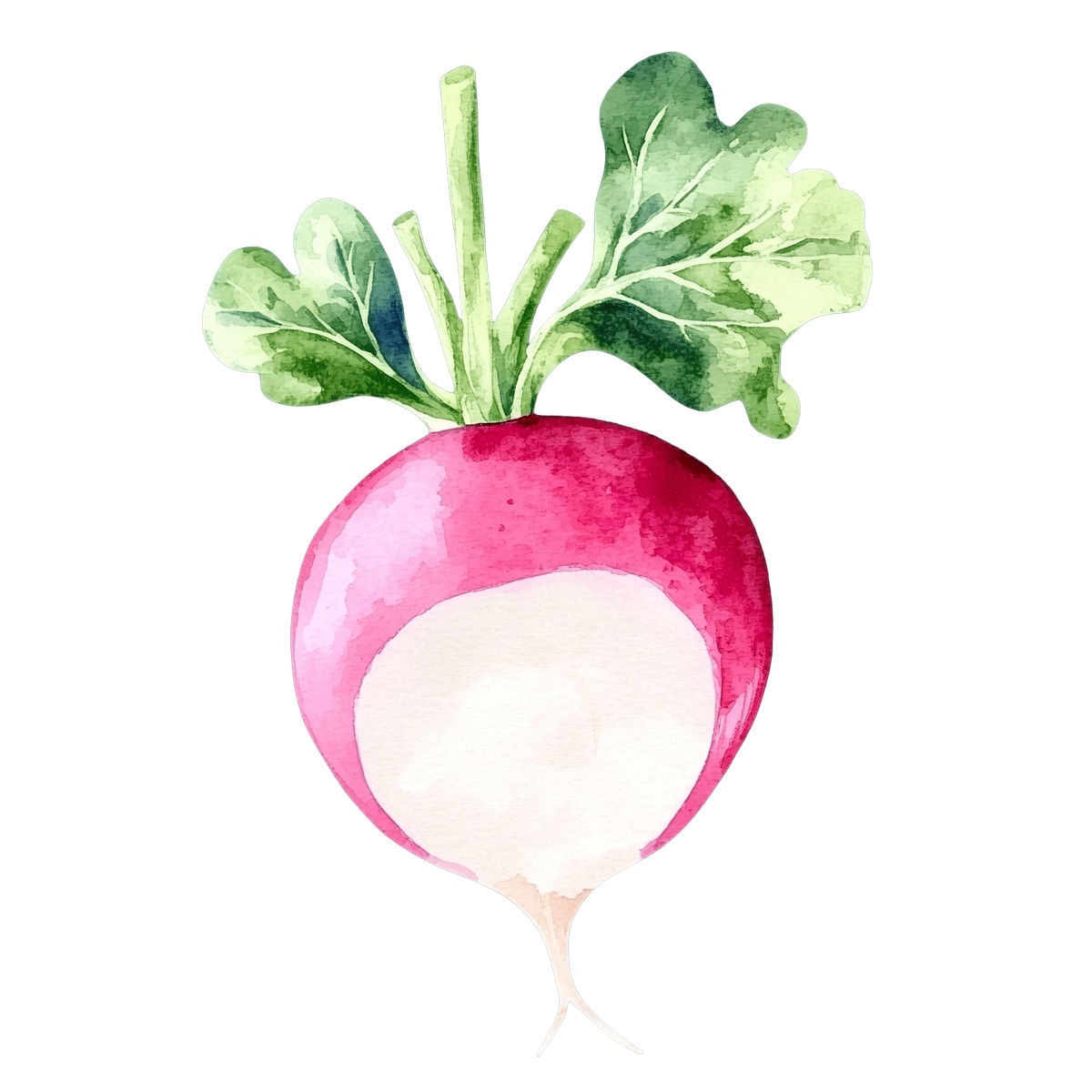 Watercolor radish with green leaves.
