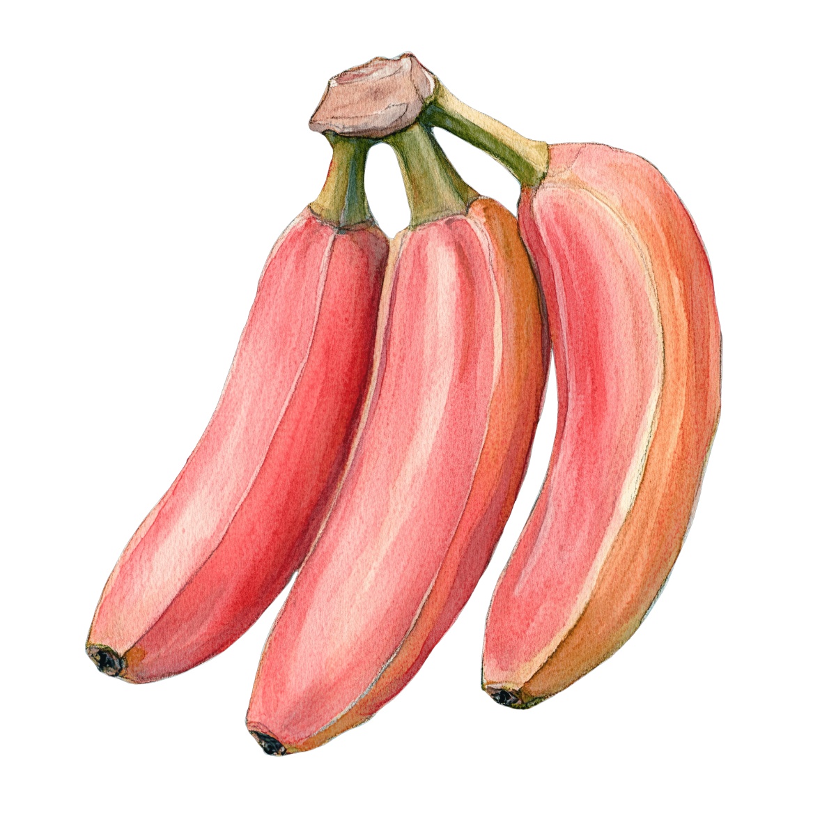 Watercolor art of three red bananas with green stems.