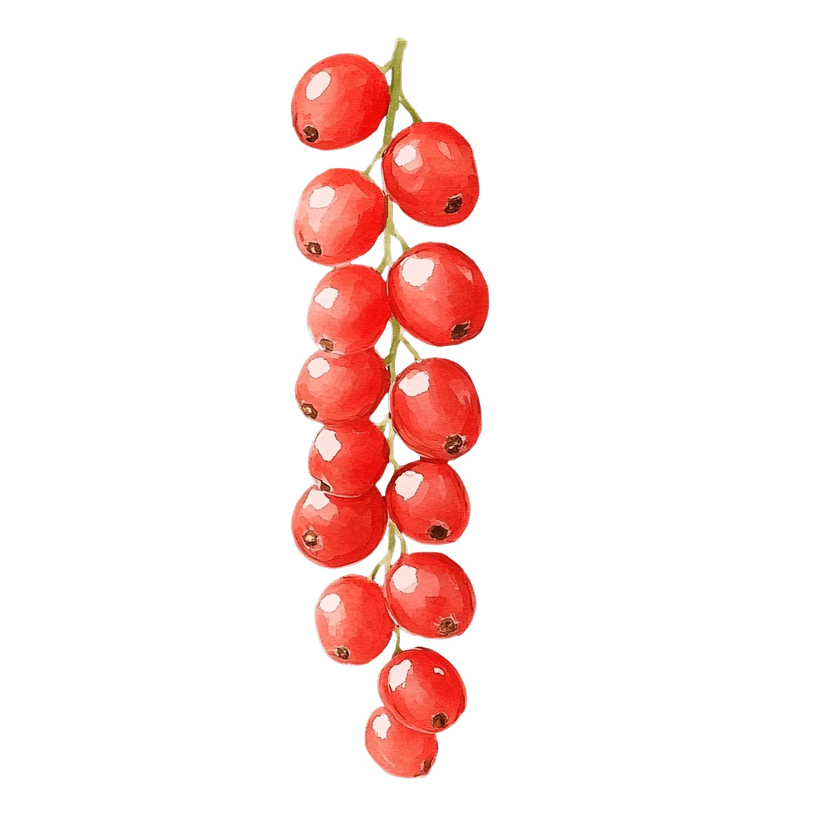 Watercolor style red currant berries on a stem.