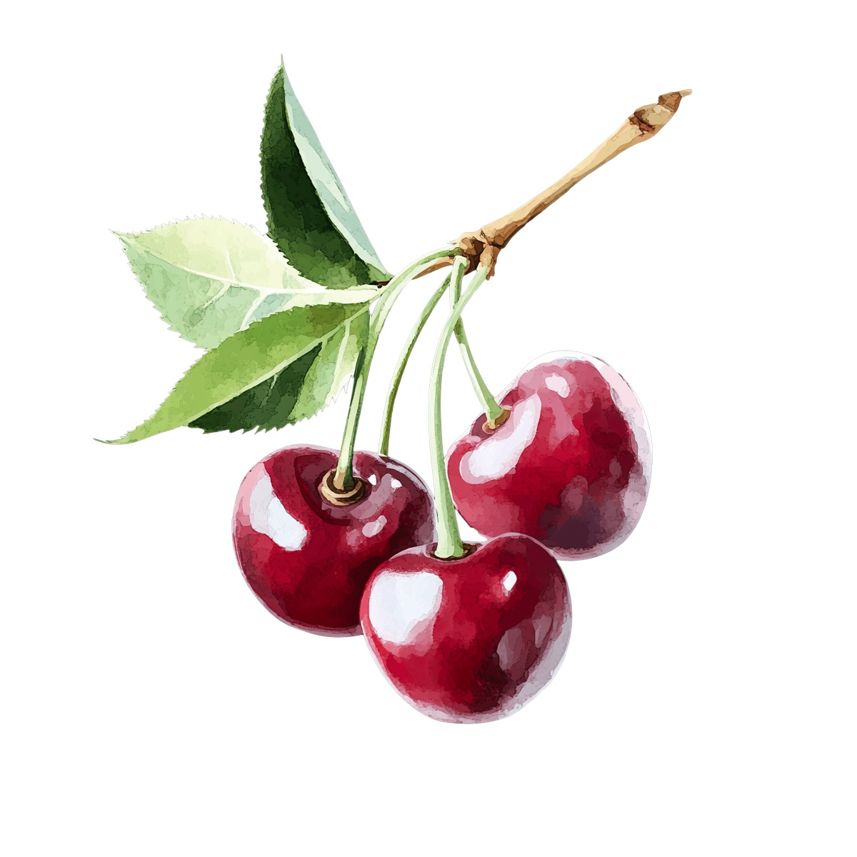 Watercolor style red cherries with green leaves on a stem.