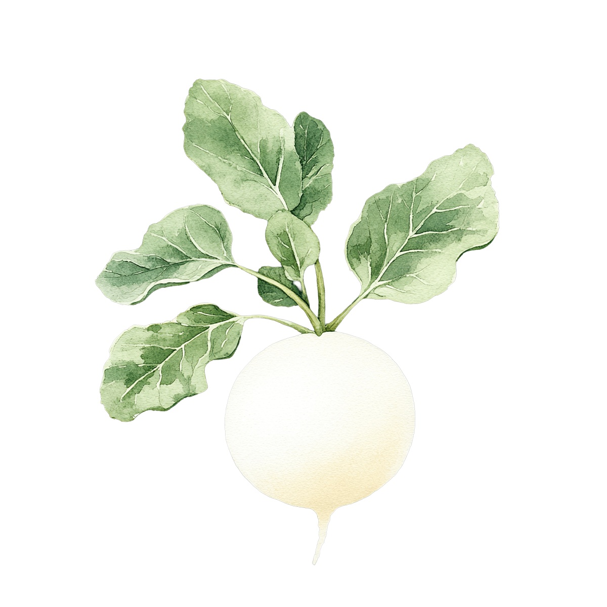 Watercolor turnip with green leaves on a
